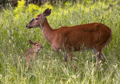 Picture of WHITETAIL DEER DOE AND FAWN IN WHITEFISH-MONTANA-USA