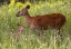 Picture of WHITETAIL DEER DOE AND FAWN IN WHITEFISH-MONTANA-USA