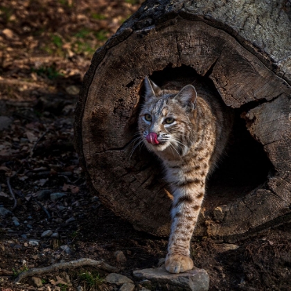 Picture of USA-NEW JERSEY-LAKOTA WOLF PRESERVE. BOBCAT EMERGES FROM HOLLOW LOG.