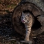 Picture of USA-NEW JERSEY-LAKOTA WOLF PRESERVE. BOBCAT EMERGES FROM HOLLOW LOG.
