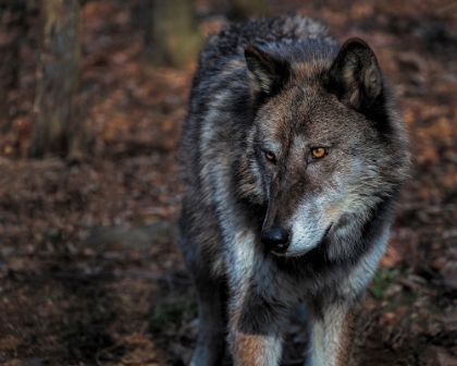 Picture of USA-NEW JERSEY-LAKOTA WOLF PRESERVE. CLOSE-UP OF WOLF.