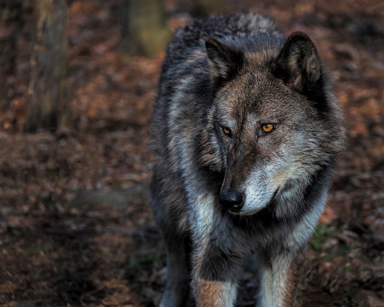 Picture of USA-NEW JERSEY-LAKOTA WOLF PRESERVE. CLOSE-UP OF WOLF.