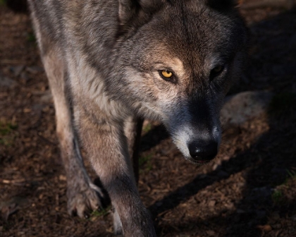 Picture of USA-NEW JERSEY-LAKOTA WOLF PRESERVE. CLOSE-UP OF WOLF.