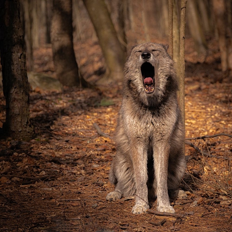 Picture of USA-NEW JERSEY-LAKOTA WOLF PRESERVE. CLOSE-UP OF YAWNING WOLF.