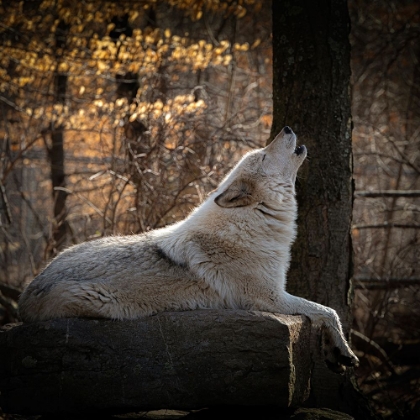 Picture of USA-NEW JERSEY-LAKOTA WOLF PRESERVE. CLOSE-UP OF HOWLING WOLF.