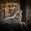 Picture of USA-NEW JERSEY-LAKOTA WOLF PRESERVE. CLOSE-UP OF HOWLING WOLF.