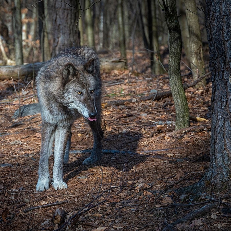 Picture of USA-NEW JERSEY-LAKOTA WOLF PRESERVE. CLOSE-UP OF WOLF.