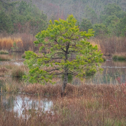 Picture of USA-NEW JERSEY-PINE BARRENS NATIONAL PRESERVE. PINE TREES IN SWAMP.