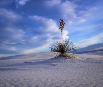 Picture of WHITE SANDS NATIONAL PARK