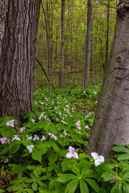 Picture of TRILLIUM WILDFLOWERS AT GOLL WOODS NATURE PRESERVE NEAR ARCHBOLD-OHIO-USA
