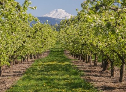 Picture of USA-OREGON. MT. ADAMS AS SEEN FROM A FRUIT ORCHARD IN BLOOM.
