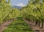 Picture of USA-OREGON. MT. ADAMS AS SEEN FROM A FRUIT ORCHARD IN BLOOM.