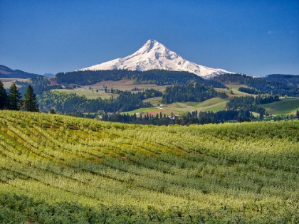 Picture of USA-OREGON. MT. HOOD IN THE DISTANCE WITH FRUIT ORCHARDS IN THE FOREGROUND.