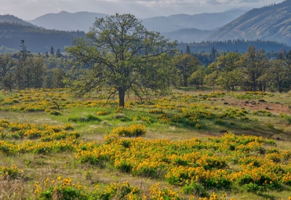 Picture of USA-OREGON. LONE TREE IN A FIELD OF ARROWLEAF BALSAMROOT WITH MOUNTAINS IN THE DISTANCE.