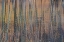 Picture of USA-PENNSYLVANIA-DELAWARE WATER GAP RECREATIONAL AREA. TREE RIPPLE REFLECTIONS ON LAKE.