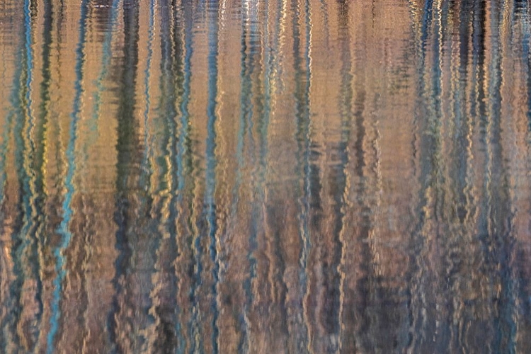 Picture of USA-PENNSYLVANIA-DELAWARE WATER GAP RECREATIONAL AREA. TREE RIPPLE REFLECTIONS ON LAKE.
