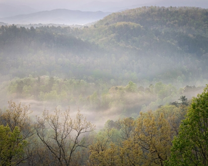 Picture of USA-TENNESSEE-SMOKEY MOUNTAINS NATIONAL PARK. SUNRISE MIST ON MOUNTAIN FOREST.