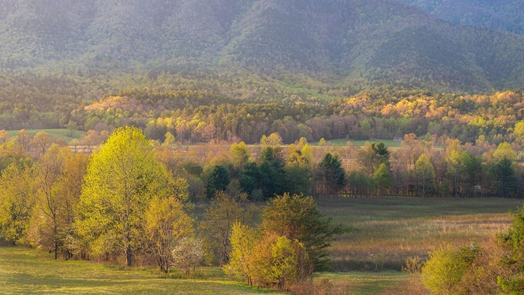 Picture of USA-TENNESSEE-SMOKEY MOUNTAINS NATIONAL PARK. SUNRISE ON VALLEY.