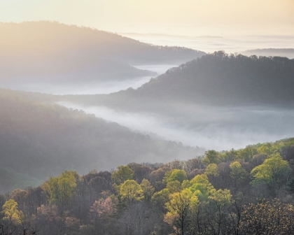 Picture of USA-TENNESSEE-SMOKEY MOUNTAINS NATIONAL PARK. SUNRISE MIST ON MOUNTAIN FOREST.