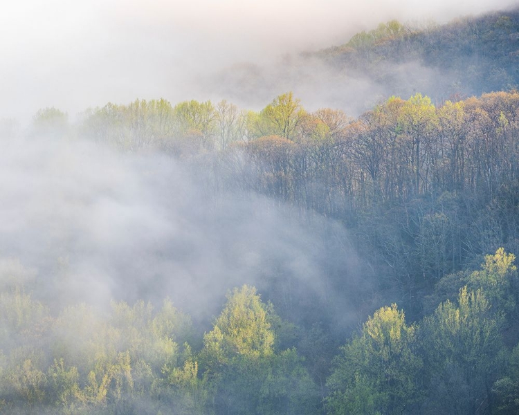 Picture of USA-TENNESSEE-SMOKEY MOUNTAINS NATIONAL PARK. SUNRISE MIST ON MOUNTAIN FOREST.