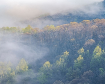 Picture of USA-TENNESSEE-SMOKEY MOUNTAINS NATIONAL PARK. SUNRISE MIST ON MOUNTAIN FOREST.