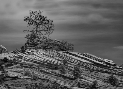Picture of PINE TREE STRUGGLES FOR EXISTENCE ATOP A ROCK PILE IN ZION NATIONAL PARK.