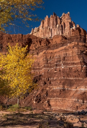 Picture of USA-UTAH. AUTUMN COTTONWOOD AND THE CASTLE-CAPITOL REEF NATIONAL PARK