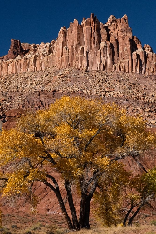 Picture of USA-UTAH. THE CASTLE-GEOLOGICAL FEATURES AND AUTUMN FOLIAGE-CAPITOL REEF NATIONAL PARK