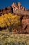 Picture of USA-UTAH. THE CASTLE-GEOLOGICAL FEATURES AND AUTUMN FOLIAGE-CAPITOL REEF NATIONAL PARK