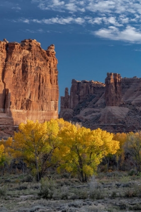 Picture of USA-UTAH. AUTUMN COTTONWOODS AND THE THREE GOSSIPS AT SUNSET-ARCHES NATIONAL PARK