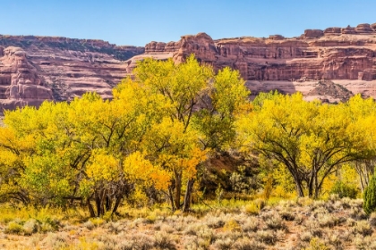 Picture of AUTUMN LEAVES-ARCHES NATIONAL PARK-MOAB-UTAH-USA.