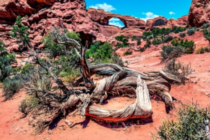 Picture of SKYLINE ARCH-ARCHES NATIONAL PARK-MOAB-UTAH-USA.