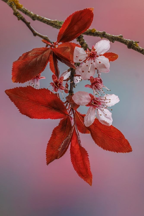 Picture of USA-WASHINGTON-SEABECK. FLOWERING PLUM TREE IN SPRING.