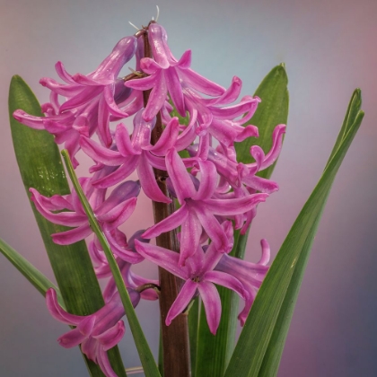 Picture of USA-WASHINGTON-SEABECK. PINK HYACINTH FLOWERS.