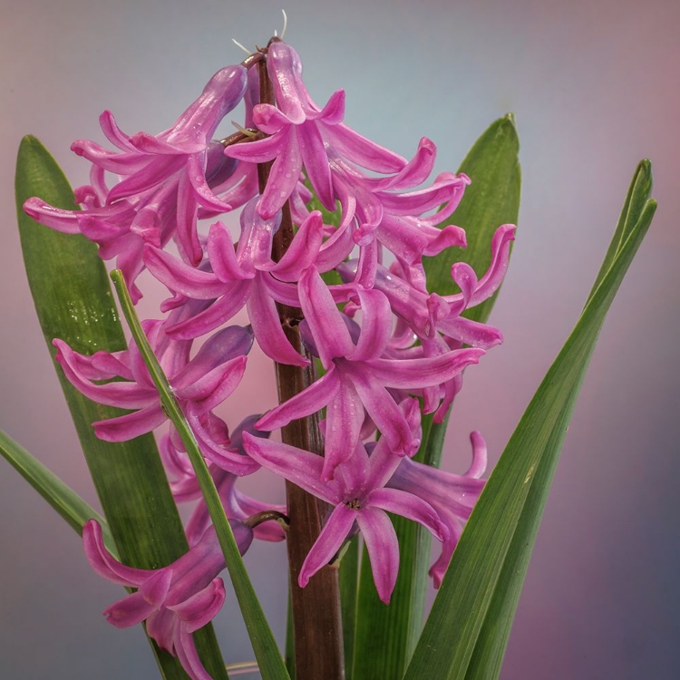 Picture of USA-WASHINGTON-SEABECK. PINK HYACINTH FLOWERS.