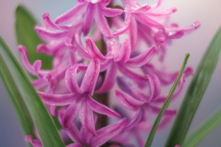 Picture of USA-WASHINGTON-SEABECK. PINK HYACINTH FLOWERS.