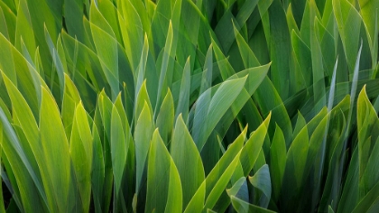 Picture of USA-WASHINGTON-SEABECK. COMPOSITE OF IRIS LEAVES.