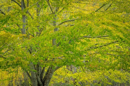 Picture of USA-WASHINGTON-SEABECK. KATSURA TREE IN SPRING.