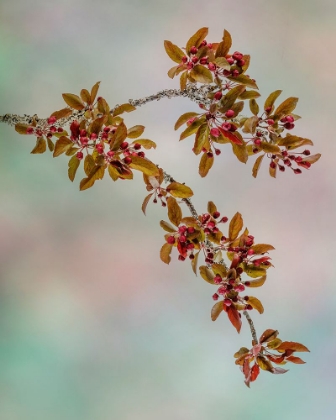 Picture of USA-WASHINGTON-SEABECK. CRABAPPLE BRANCHES IN SPRING.