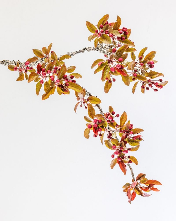 Picture of USA-WASHINGTON-SEABECK. CRABAPPLE BRANCHES IN SPRING.