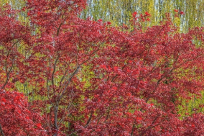 Picture of USA-WASHINGTON-SEABECK. FALL COLOR IN SPRING