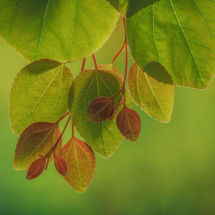 Picture of USA-WASHINGTON-SEABECK. CLOSE-UP OF KATSURA TREE LEAVES IN SPRING.