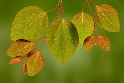 Picture of USA-WASHINGTON-SEABECK. CLOSE-UP OF KATSURA TREE LEAVES IN SPRING.