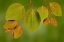 Picture of USA-WASHINGTON-SEABECK. CLOSE-UP OF KATSURA TREE LEAVES IN SPRING.