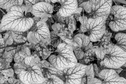 Picture of USA-WASHINGTON-SEABECK. CLOSE-UP OF SIBERIAN BUGLOSS LEAVES AND FLOWERS.