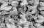 Picture of USA-WASHINGTON-SEABECK. CLOSE-UP OF SIBERIAN BUGLOSS LEAVES AND FLOWERS.