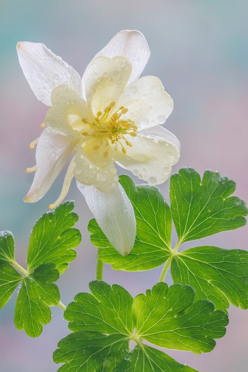 Picture of USA-WASHINGTON-SEABECK. YELLOW COLUMBINE BLOSSOM AND LEAVES.