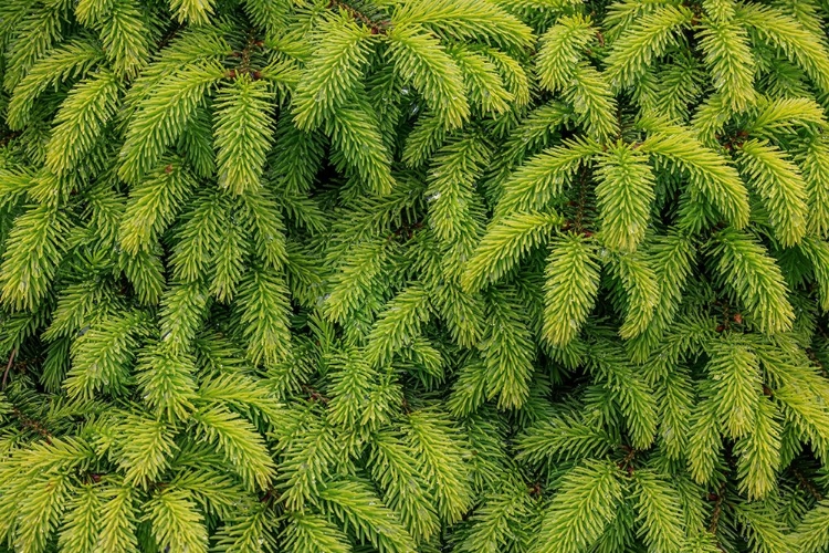 Picture of USA-WASHINGTON-SEABECK. CLOSE-UP OF SPRUCE LEAVES.