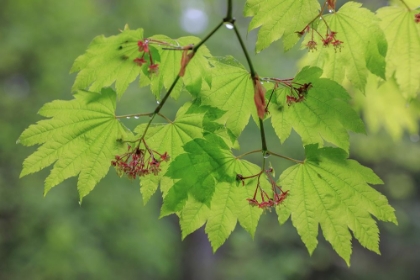 Picture of USA-WASHINGTON-SEABECK. VINE MAPLE BRANCH AND FOLIAGE IN RAIN.