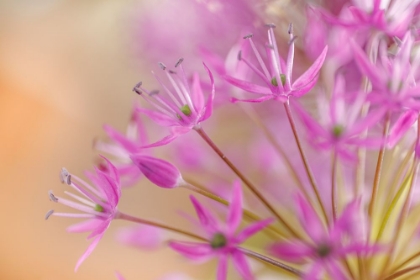 Picture of USA-WASHINGTON-SEABECK. CLOSE-UP OF ALLIUM BLOSSOMS.